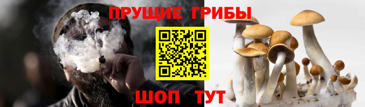Псилоцибиновые грибы мицелий Кунгур